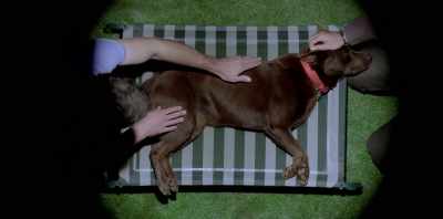 And Jerome was ready - Koko: A Red Dog Story
