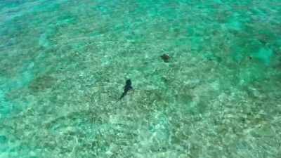 And just by keeping the turtles
on the move, - Blue Planet II