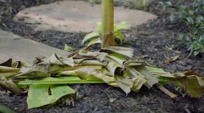 And it just focuses
on new growth - Homegrown