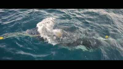 And just looking at
its face as well, - Envoy: Shark Cull