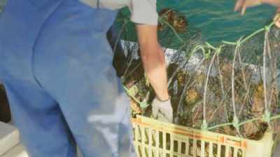 And keeping them free from
diseases and predators during - Restaurants at the End of the World