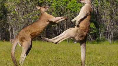 And kicks so powerful they
can damage vital organs. - The Secret Lives of Animals