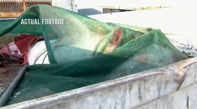 And they kill two sharks that
they blame for Pollard's attack. - Shark Attack Files