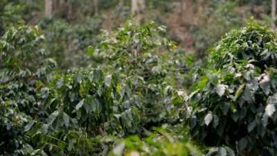 And this kind of coffee
is very interesting - Eva Longoria: Searching for Mexico