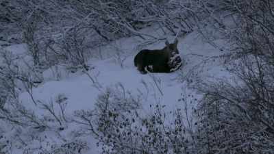 And, you know, every day, it's
like a different animal is - Life Below Zero: Next Generation