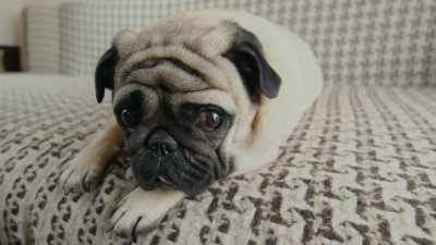 And we know that when humans interact, - Inside the Mind of a Dog