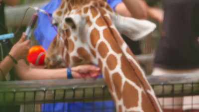 And lance is such an amazing
ambassador for that reason. - Secrets of the Zoo