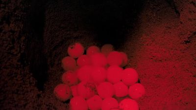 And lays about a hundred eggs - Journey to the South Pacific