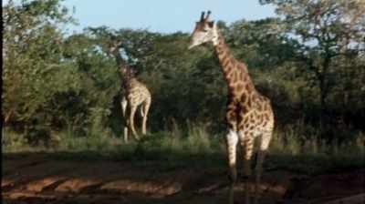 "and she leaned down
and took a drink of water - The Woman Who Loves Giraffes