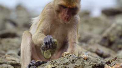 And learning from others, - The Secret Lives of Animals