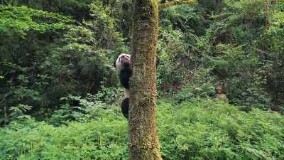 And learning what it's like
to be a real panda. - Pandas