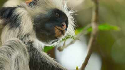 And they like nothing
better than young leaves, - The Secret Lives of Animals