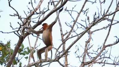 And like some proboscis monkeys,
I've been known to swing both ways! - Absurd Planet