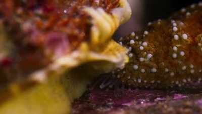 And this limpet
has its own personal bodyguard. - Blue Planet II