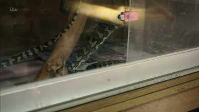 And loads of space for big snakes. - Britain's Tiger Kings - On the Trail with Ross Kemp