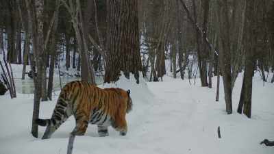 And as long as this forest is kept
free from poachers, - Frozen Planet II