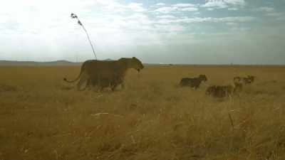 And looking over your shoulder
means not noticing who's in front. - Serengeti