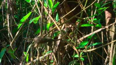 And losing a major sap tree
is a huge setback. - Tiny World