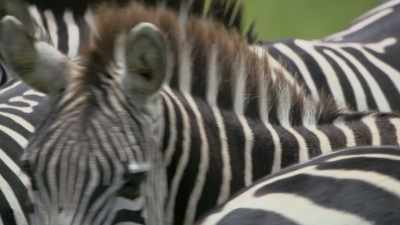 And it makes it difficult
for a predator to keep focused - Attenborough's Life in Colour