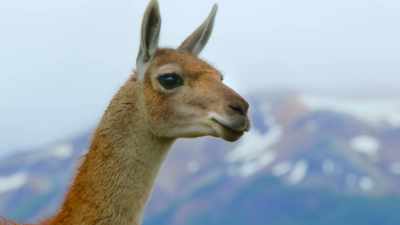 And this male is hoping to play his part. - Our Great National Parks