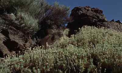 And man-- - One Million Years B C