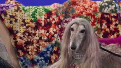 And many people don't realize - 2022 American Rescue Dog Show