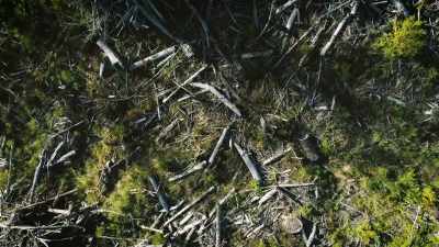 And marking the edge
of their territory. - Secrets of the Sasquatch