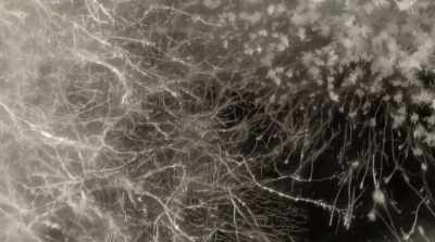 And that mass of threads
is called a mycelium. - Fantastic Fungi