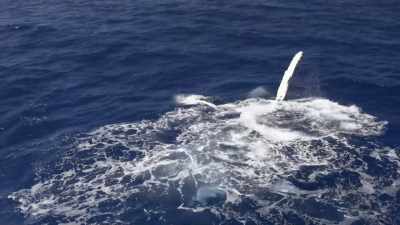 "And it may be a way
for this mother to call over her calf." - Secrets of the Whales