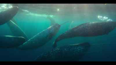 And we may lose this Arctic spectacle - Our Oceans