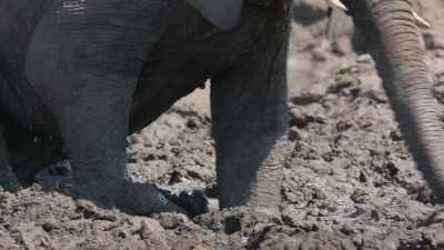 And for me,
the most emotionally challenging - In the Footsteps of Elephant