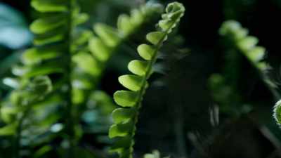 And this meant even more
oxygen was being produced, - One Strange Rock