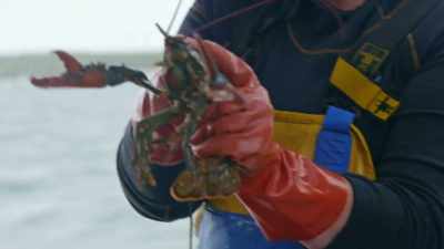 And to measure a lobster,
measure from his eye socket. - Gordon Ramsay: Uncharted