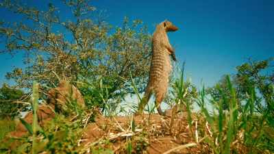 ..and mongoose have a talent
for making friends... - Serengeti
