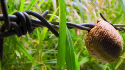 And monstrous predators emerge to gorge on them. - Tiny World