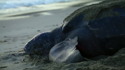 And most likely, she'll be back here
in about ten to 15 days' time... - A Year on Planet Earth