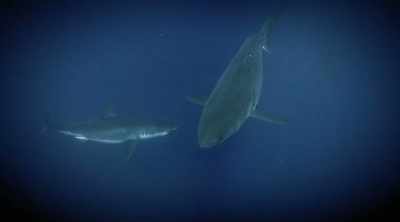 And most likely there was one
shark underneath another shark - Shark Attack Files