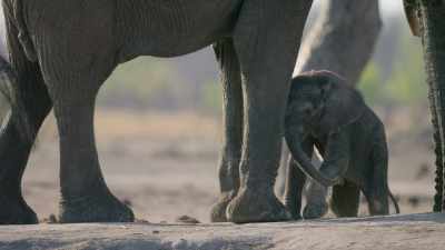 And its mother kept circling back
to chivvy it on - In the Footsteps of Elephant