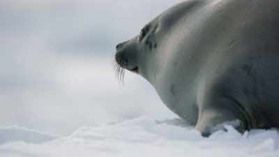 And his mother stays alongside - Frozen Planet II