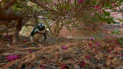 And Mrs. B, his backup... - Penguin Town