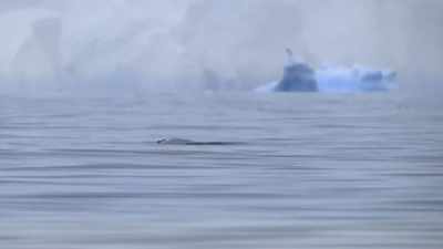 "And nature's endless renovations." - Secrets of the Whales