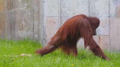 And we need to talk about ways
to make her more comfortable - Secrets of the Zoo