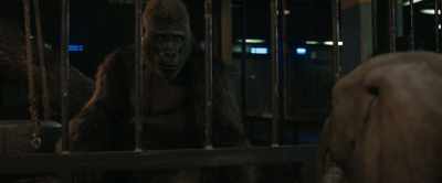And she needed to live in the wild,
where she could be free. - The One and Only Ivan