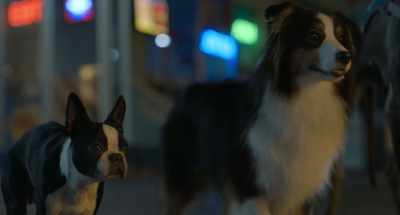 And he needs to pay
for what he did - Strays