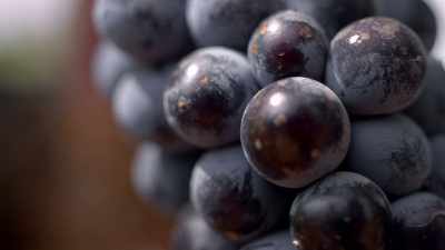 And Nero d'Avola - Stanley Tucci: Searching for Italy