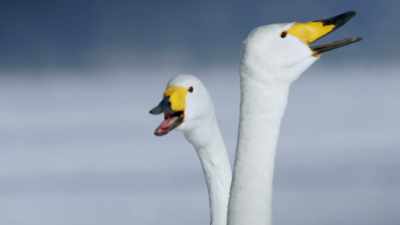 And no creature knows
or respects - When Nature Calls with Helen Mirren