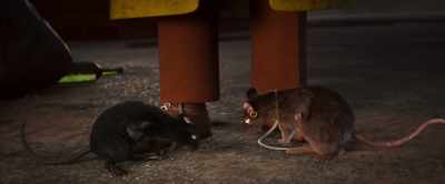 And no limey lemur's
gonna take it from us. - Gracie & Pedro: Pets to the Rescue