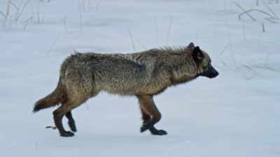 And no one is more aware of this - Yellowstone: One-Fifty