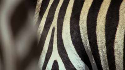 And no two animals
have exactly the same pattern, - Attenborough's Life in Colour