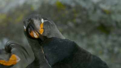 And not just one. - Frozen Planet II